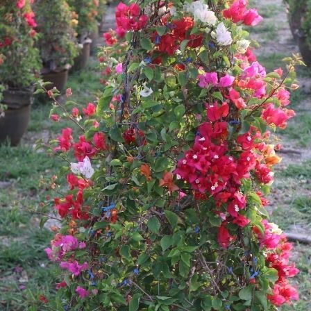 bougainvilleas graft plant exporter nusery and landscape to dubai nusery