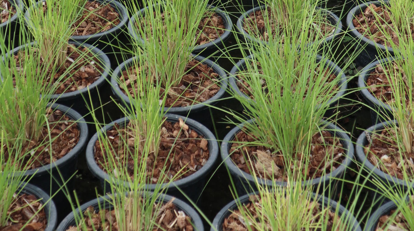 Pennisetum setaceum thailand nusery to landscape projects in qatar thailand garden and dubai garden nusery