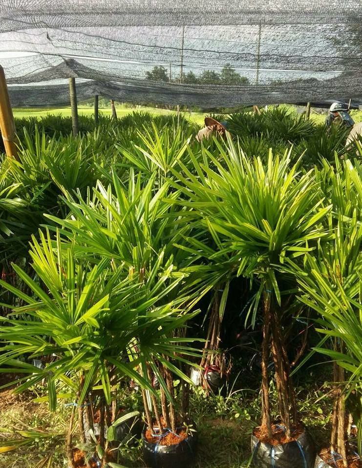 rhaphis excelsa plant exporter lady palm tree for sale 