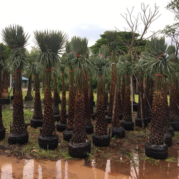 We provide several kind of palm trees