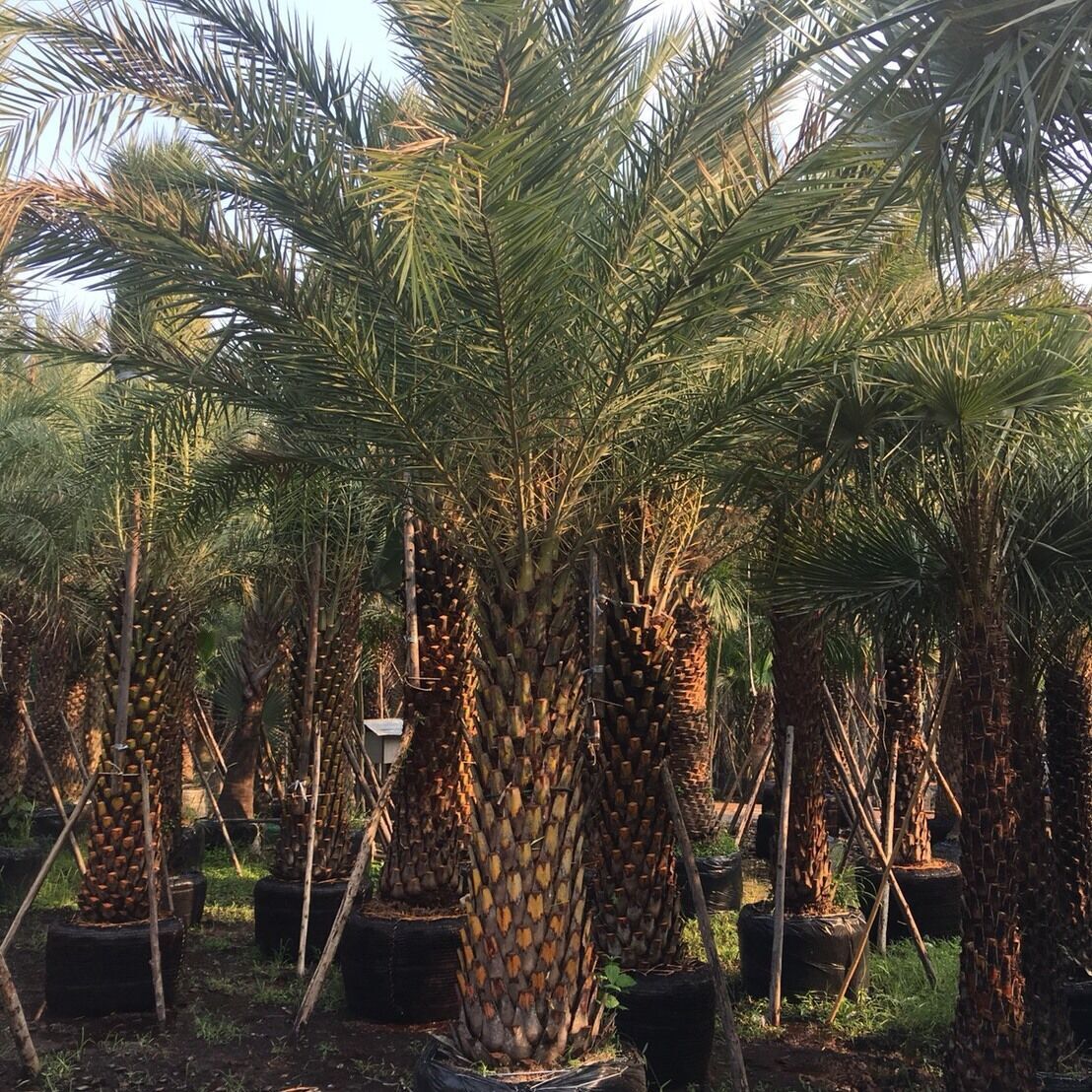 Thailand nursery palm for sale