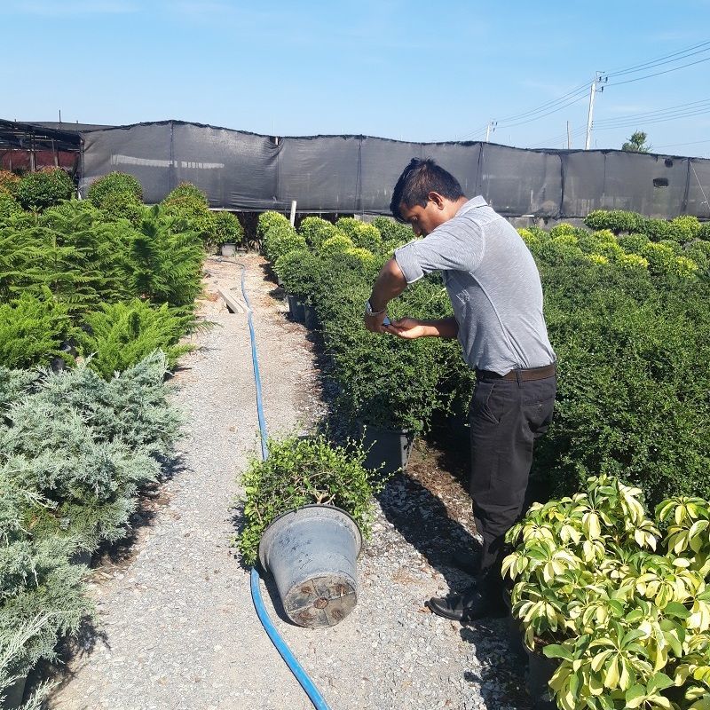 The client from dubai to select the plants 