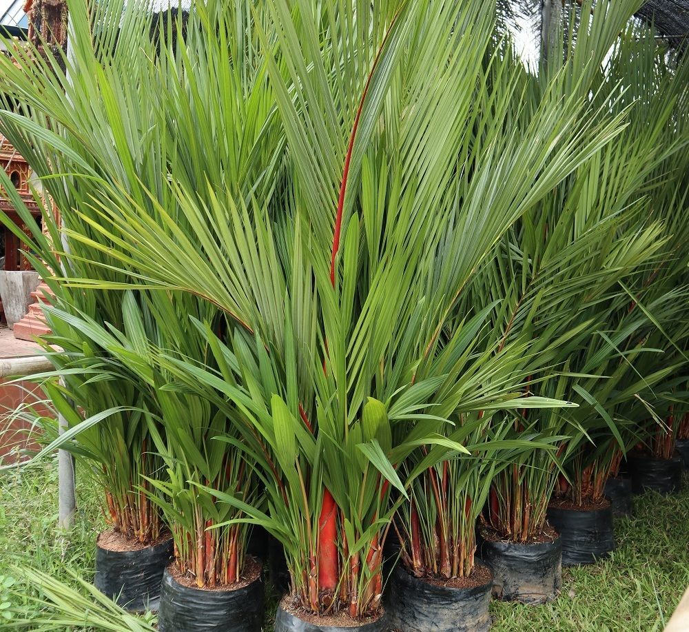 palm sale tree exporter red waxing 