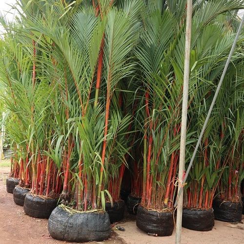 red Sealing wax palm supply to landscape in dubai jamica maldives