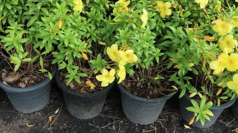 Yellow trumpet-flower to maldives by container 