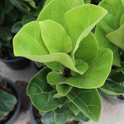 Ficus lyrata Fiddle-leaf fig decoration in home and nusery  indoor plant and outdoor plant