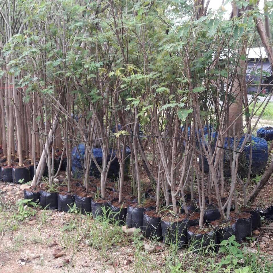  delonix regia tree thailand for sale to landscape