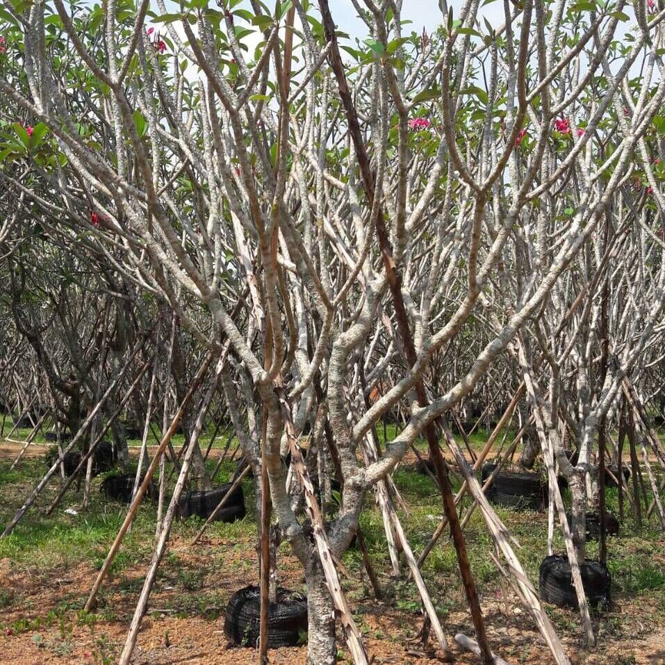 Thailand plumeria tree to landscape project in maldives nusery thailand exporter