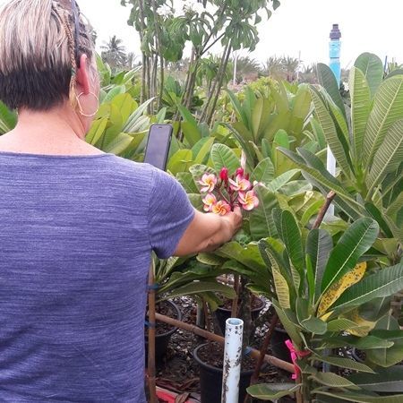The plumeria graft plant hang the tag from japan visitor