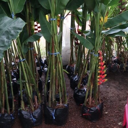 Heliconia exporting to landscape