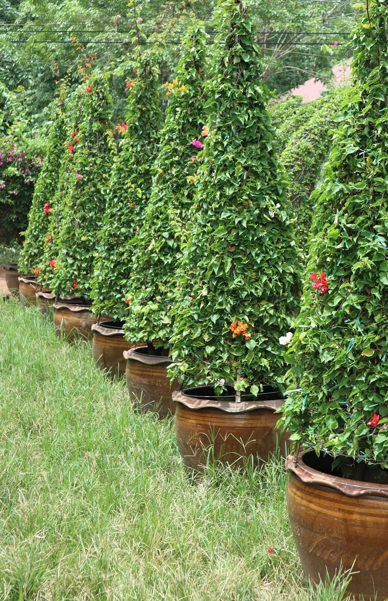 Bougainvillea quality exporting from thailand to maldives resort Project Contracts Qatar