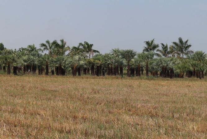 Nusery palm tree export quality thailand Bismarckia Nobillis Chrysalidocarpus Lutescens