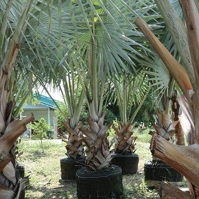 Bismarckia nobilis are exporting by thailand nusery garden to qatar dubai landscape