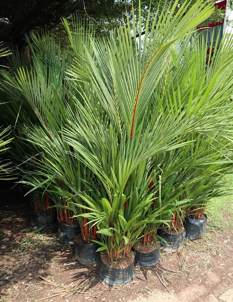 Palm waxing red for sale thailand