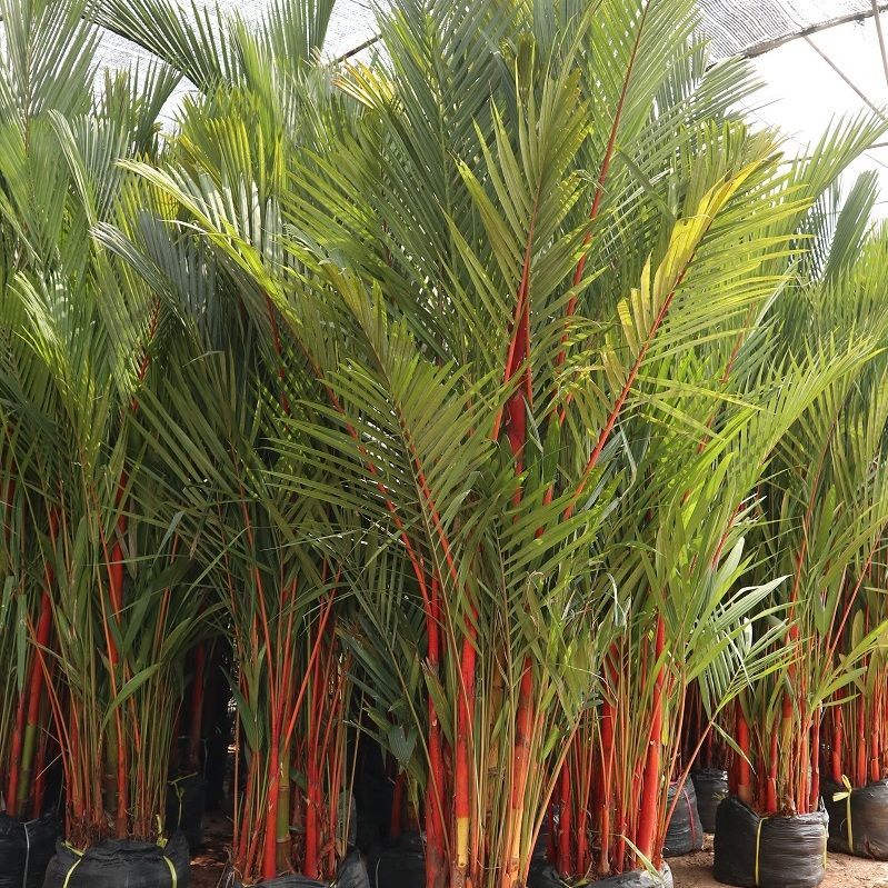 Red waxing palm tree to jamica maldives oman exporting red waxing palm tree we also selling seedling size