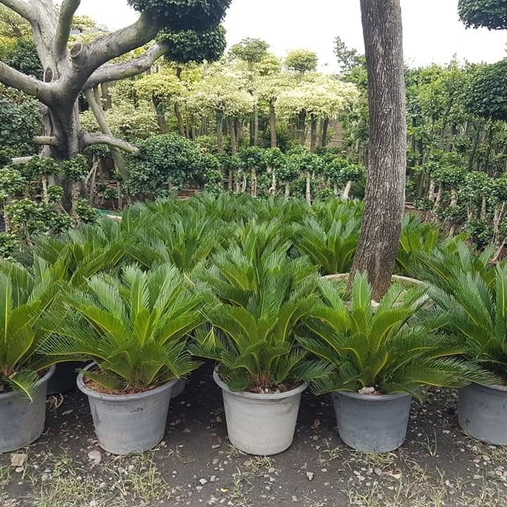 Cambodia import cycas from thailand we selling to collector in USA