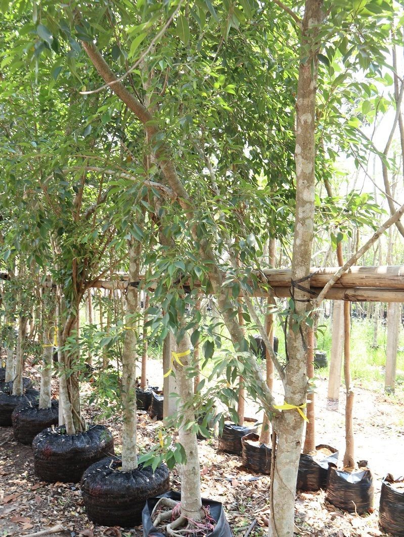 thailand nusery exporting palm tree We supply palm to qatar