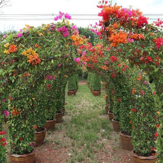 Bougainvillea for sale to landscape many shape avaiable to supply to nusery