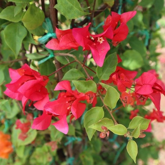 Pink bougainvilleas supply