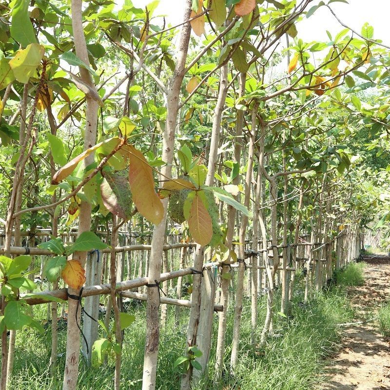 Terminalia catappa tree for sale to landscape to dubai projects
