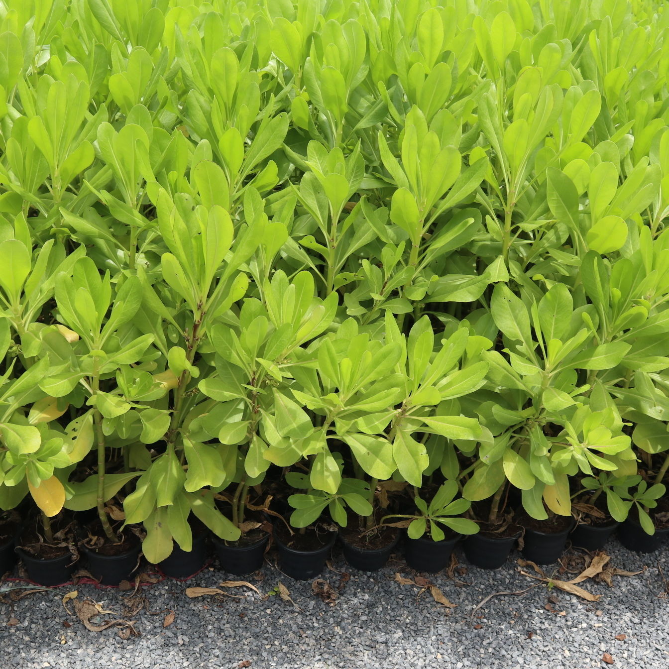 scaevola plants ready to ship out