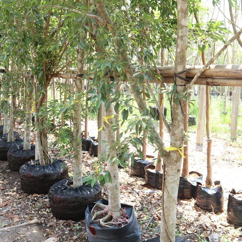 Thailand nitida tree for sale