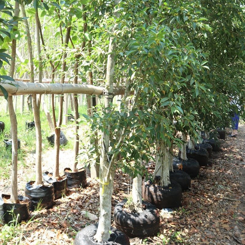 nusery ficus nitida for sale to middle east country