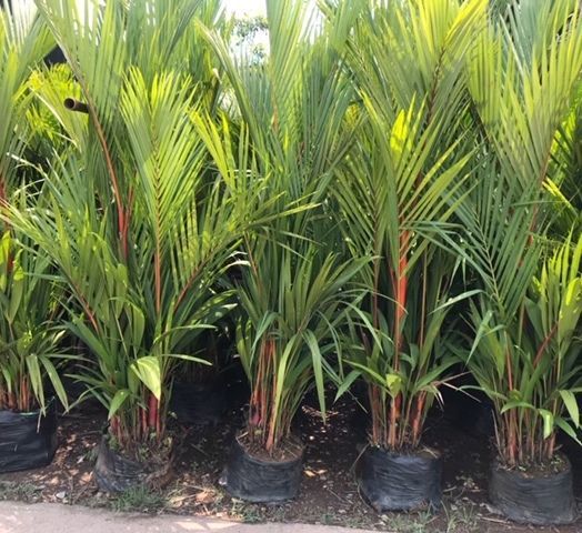seedling size palm red waxing 