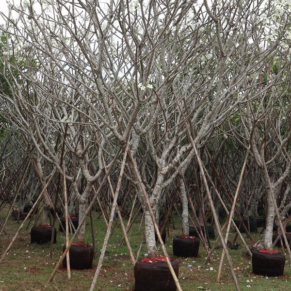 Plumeria whtie shade loading to qatar bahrain exporting quality tree 