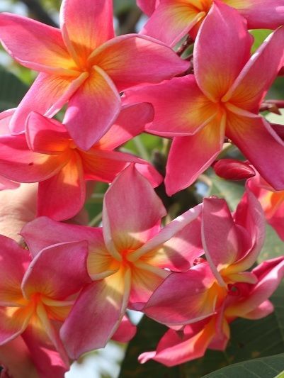 Plumeria obesum pink passion tree from thailand cutting and seeds