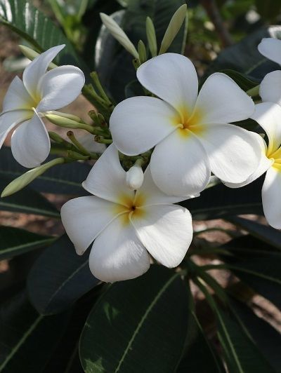 Plumeria singapore white thialand exporting to qatar 