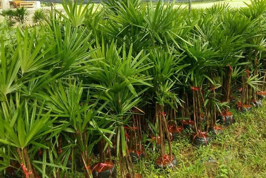 lady palm exporting to landscape maldives and middle east resort and spa used them