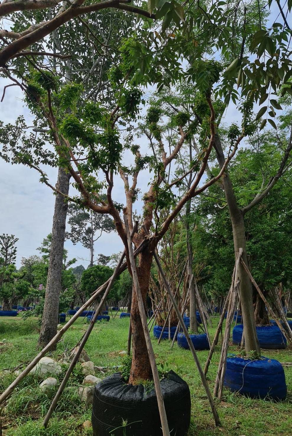 Syzygium gratum tree exporting quality to landscape thai nursery plant and tree 