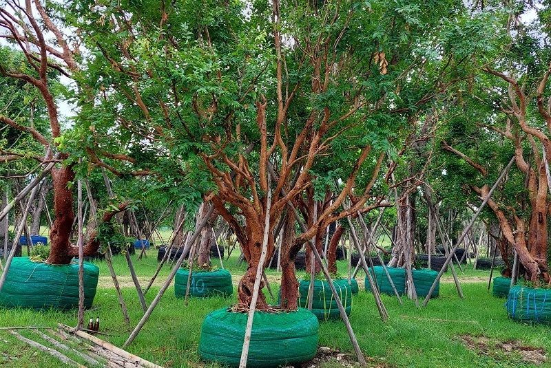 Syzygium gratum exporting big tree to qatar singapore