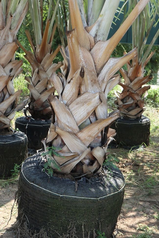 thailand tree palm exporter Bismarckia silver palm tree 