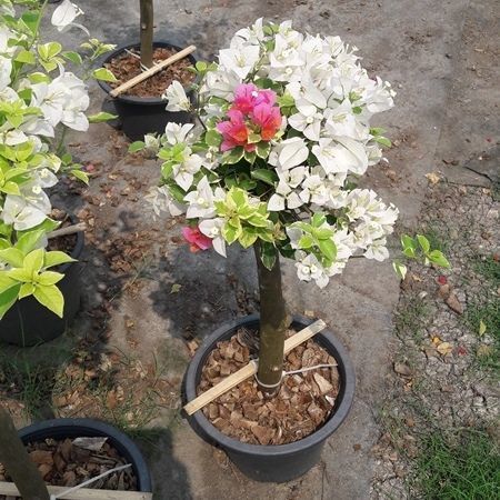 Thailand bougainvilleas graft plant loading by container to qatar bahrain we provide small size bougainvillea to bahrian