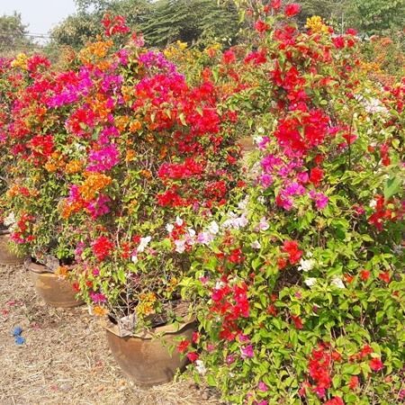 bougainvillea cheap price offer thailand expoter bougainvilleas