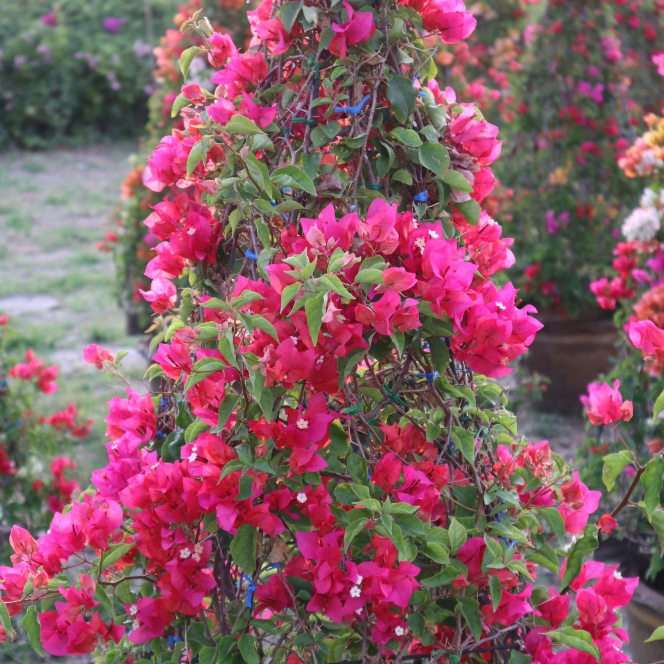 The bougainvillea garden produces a number to sell in the country as well as export to foreign countries.
