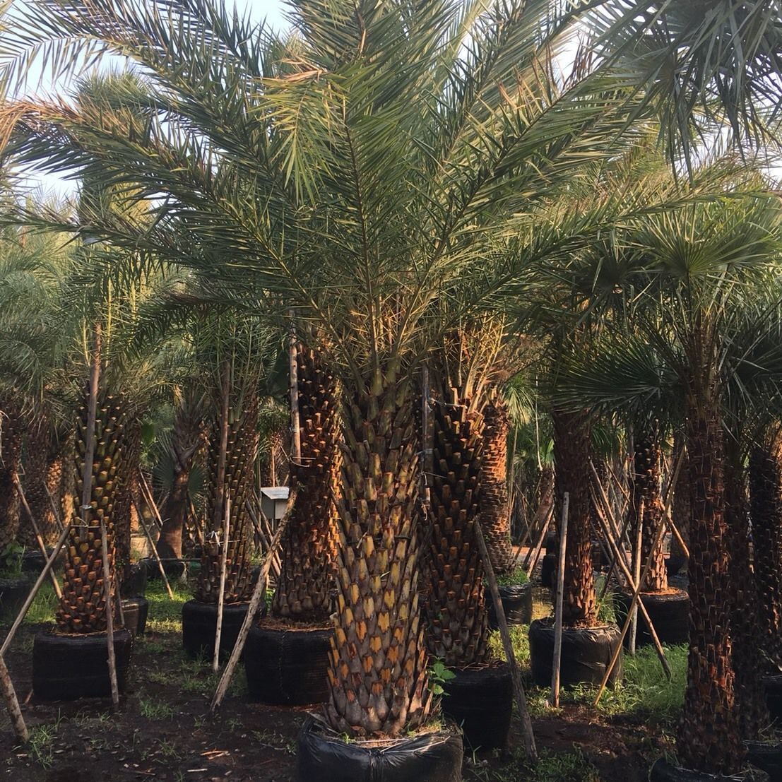 Our Palms have more than 500 rai on the central region of thailand and are continuously expanding to support the export volume