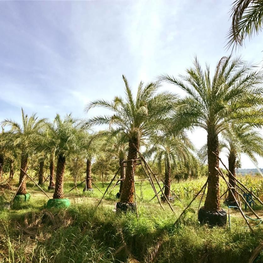 thailand date palm for sale to vietnam