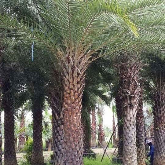 Thai phoenix dactylifera palm to resort in Maldives