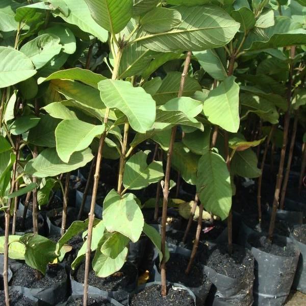 Guava plant fruit thailand exporter graft fruit trees