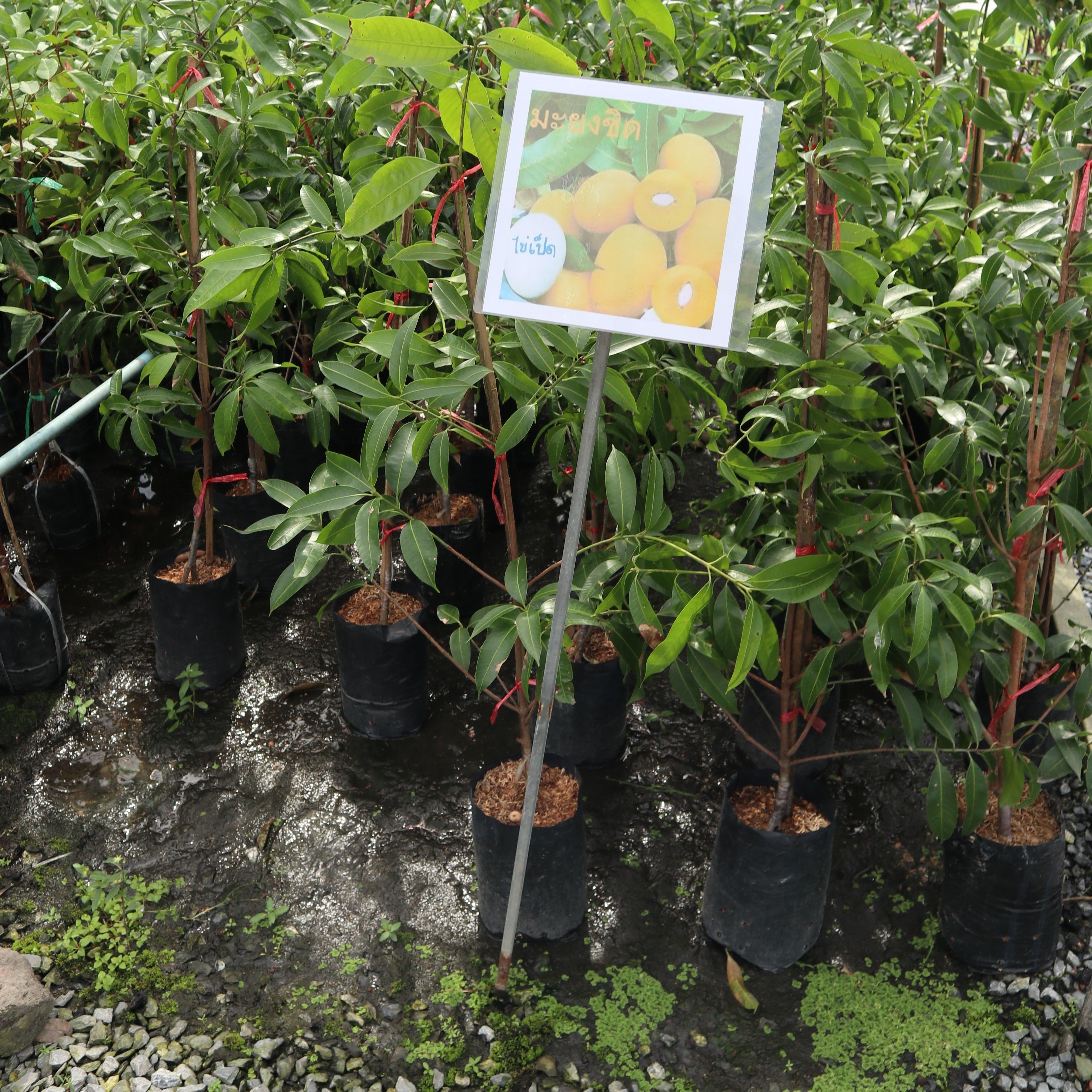 Thai fruit trees exporting to maldives