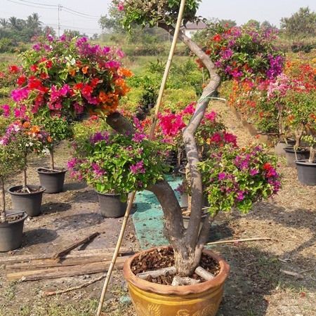 The bougainvilleas garden produces a number to sell in the country as well as export to foreign countries.