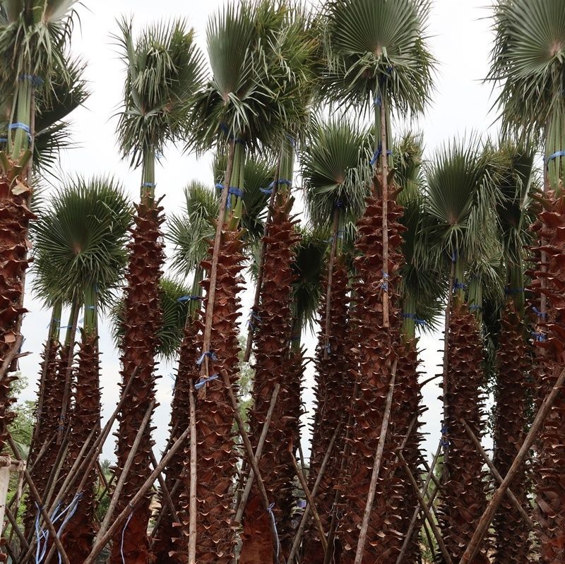 Washingtonia palm for decoration
