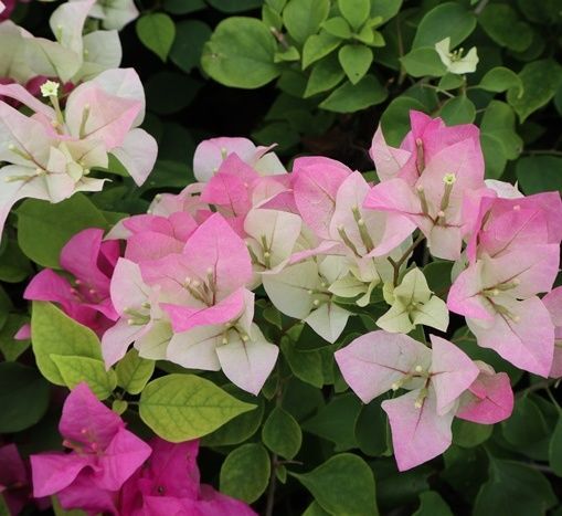 Bougainvillea exporter ornamental vines, bushes best price offer very cheap 