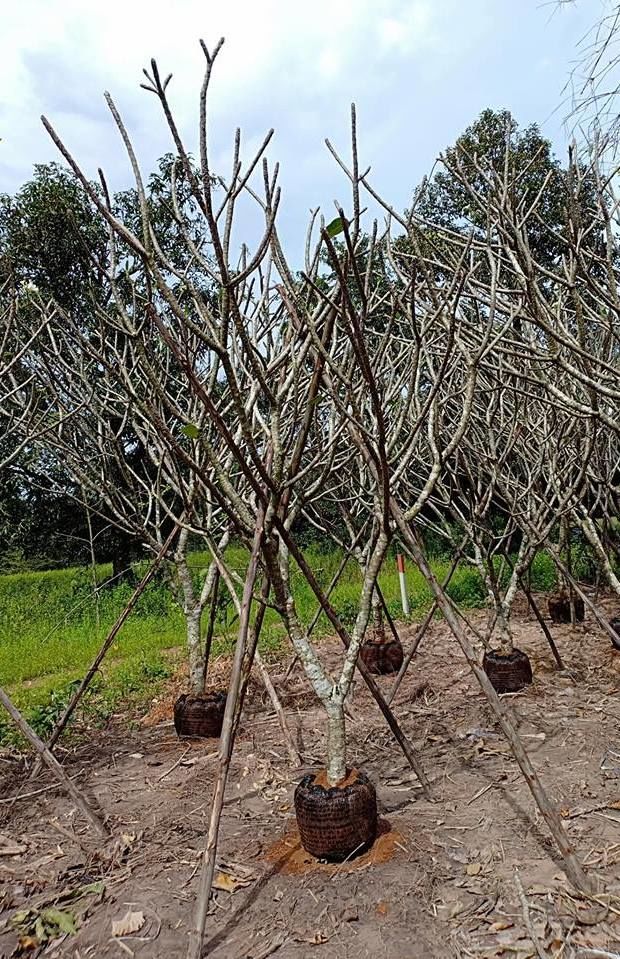Plumeria fraganpani for sale to bahrain project we offer very cheap price of plumeria seeds