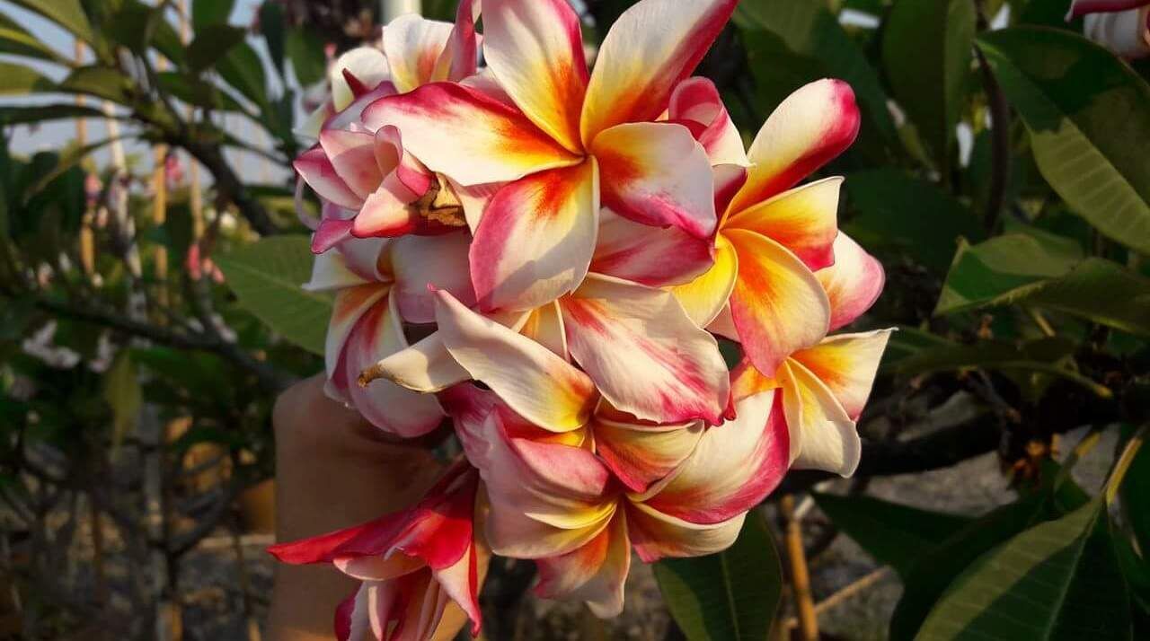 Plumeria fancy color for sale to france and seed plumeria thailand plant live