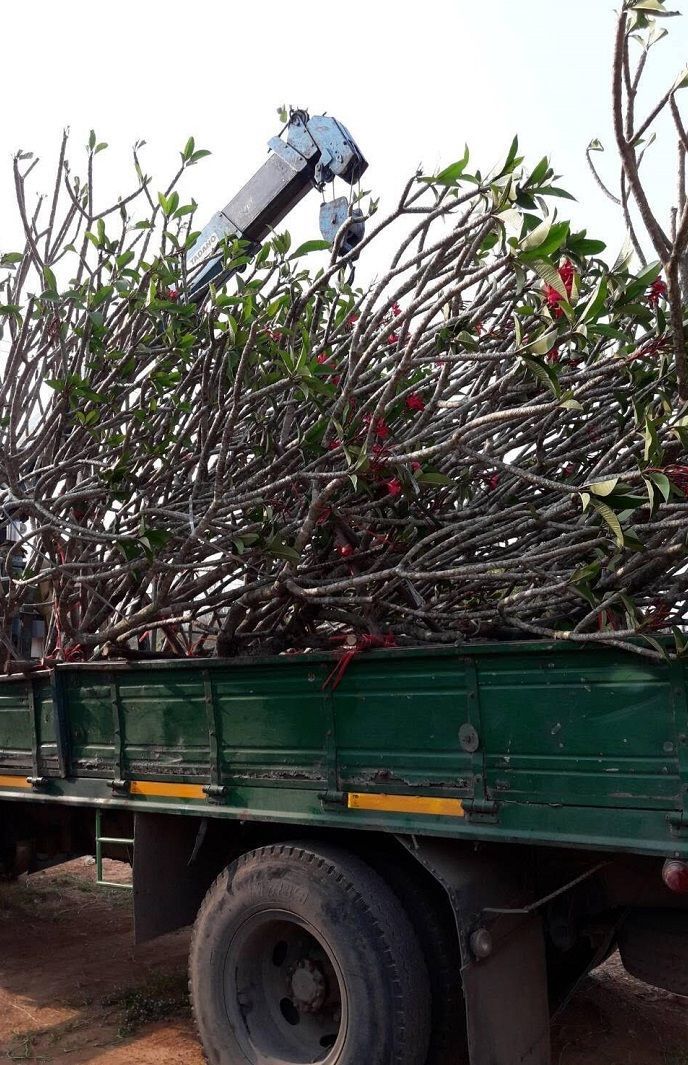 loading plumeria by truck to laos