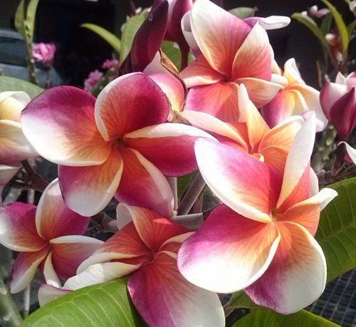 THai plumeria seed and seedling for sale